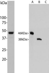 Left:&nbsp;Western blot analysis of Anti-Aurora A/B Kinase Antibody in HeLa cells