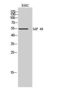 Western blot analysis of K562 cells using Anti-SF3B4 Antibody