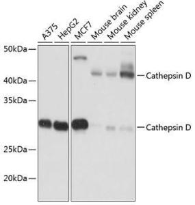 Antibody A306359-100 100 µl