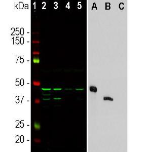 Western blot analysis of different cell lysates and recombinant protein solutions using Anti-Aurora A + B Kinase Antibody [3H1] (A85400), in green