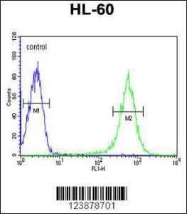 Anti-EYA4 Rabbit Polyclonal Antibody (HRP (Horseradish Peroxidase))