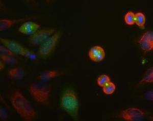 HeLa cell cultures were stained with Anti-Aurora A/B/C Kinase Antibody (green). In this image, strong staining in spindle poles was seen in cells at anaphase. This antibody also stains the midbodies between the two daughter cells.