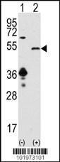 Anti-SIRT7 Rabbit Polyclonal Antibody (AP (Alkaline Phosphatase))