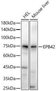 Antibody A305490-100 100 µl