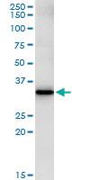 Anti-FBXO6 Mouse Monoclonal Antibody