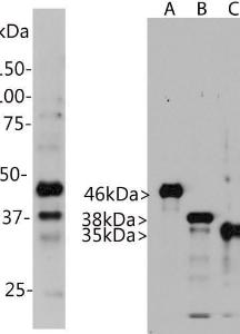 Western blot analysis of Anti-Aurora A/B/C Kinase Antibody in HeLa cells. Blot of HeLa cells treated with 100ng/ml nocodazole for 18 hours was probed with Anti-Aurora A/B/C Kinase Antibody.