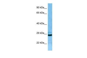 Anti-EIF3J Rabbit Polyclonal Antibody