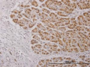 Anti-IL17C Mouse Polyclonal Antibody