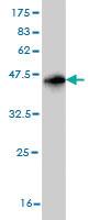 Anti-HTLV1 Mouse Monoclonal Antibody [clone: 2C3]