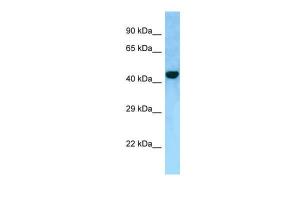 Anti-FAM175A Rabbit Polyclonal Antibody