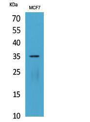 Western blot analysis of extracts from MCF7 cells using Anti-IL12A Antibody