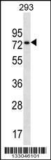 Anti-NSRP1 Rabbit Polyclonal Antibody (AP (Alkaline Phosphatase))