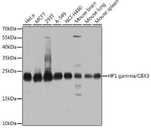 Anti-HP1 gamma/CBX3 antibody