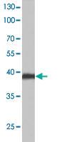 Anti-NCR1 Rabbit Polyclonal Antibody