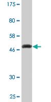 Anti-KCNIP1 Mouse Monoclonal Antibody [clone: 3D9]