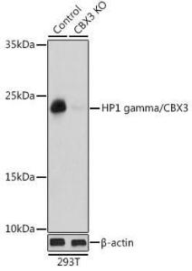 Anti-HP1 gamma/CBX3 antibody