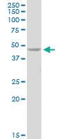 Anti-PELO Mouse Polyclonal Antibody