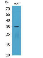 Western blot analysis of MCF7 cells using Anti-IL12A Antibody