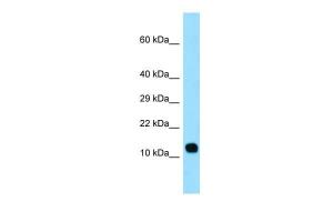 Anti-LCE3C Rabbit Polyclonal Antibody