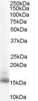 Antibody anti-RBP1 100 µg