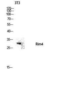 Western blot analysis of 3T3 lysis using Anti-RIMS4 Antibody