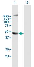 Anti-PELO Mouse Polyclonal Antibody