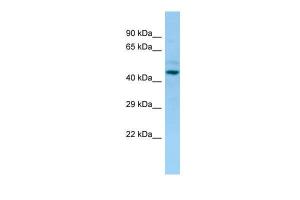 Anti-LILRA3 Rabbit Polyclonal Antibody