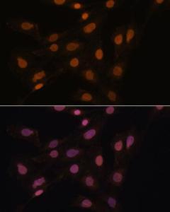 Anti-HP1 gamma/CBX3 antibody