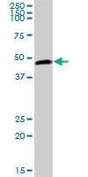 Anti-PELO Mouse Polyclonal Antibody