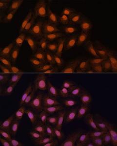 Anti-HP1 gamma/CBX3 antibody