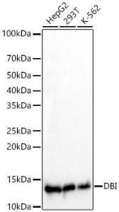 Western blot analysis of various lysates, using Anti-DBI Antibody [ARC60030] (A309344) at 1:1000 dilution