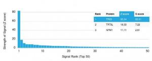 Analysis of protein array containing more than 19,000 full-length human proteins using Anti-p63 Antibody [TP63/2427