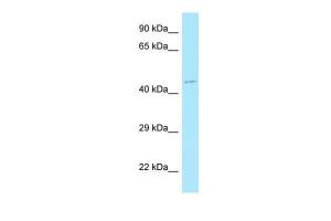 Anti-MLNR Rabbit Polyclonal Antibody