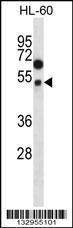 Anti-FOXA2 Rabbit Polyclonal Antibody (AP (Alkaline Phosphatase))