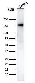 Anti-CD31 antibody