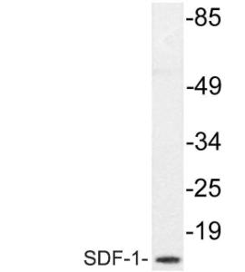 Western blot analysis of lysate from HepG2 cells using Anti-SDF-1 Antibody