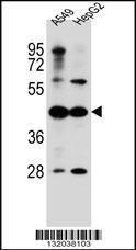 Anti-C10orf129 Rabbit Polyclonal Antibody