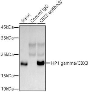 Anti-HP1 gamma/CBX3 antibody