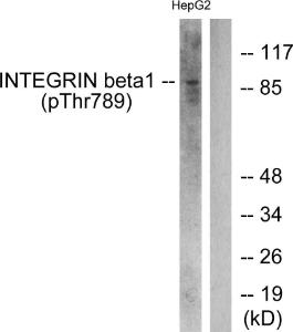 Western blot analysis of lysates from HepG2 cells treated with Ca2+ 40uM 30' using Anti-Integrin beta1 (phospho Thr789) Antibody. The right hand lane represents a negative control, where the antibody is blocked by the immunising peptide