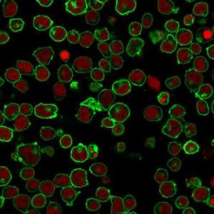 Immunofluorescent analysis of PFA fixed Jurkat cells stained with Anti-CD45 Antibody [PTPRC/1461] followed by Goat Anti-Mouse IgG (CF&#174; 488) (Green) The nuclear counterstain is RedDot