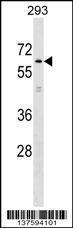 Anti-KLHL2 Rabbit Polyclonal Antibody (APC (Allophycocyanin))