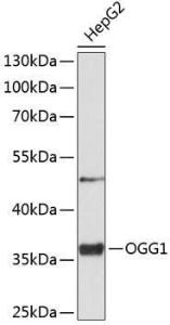 Anti-Ogg1 Antibody (A11525)