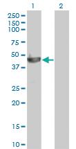 Anti-PELO Mouse Monoclonal Antibody [clone: 2C2]