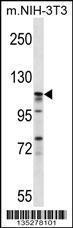 Anti-EIF3C Rabbit Polyclonal Antibody (Biotin)