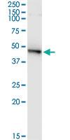 Anti-PELO Mouse Monoclonal Antibody [clone: 2C2]