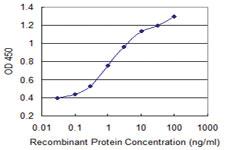 Anti-PELO Mouse Monoclonal Antibody [clone: 2C2]