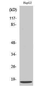 Western blot analysis of HuvEc cells using Anti-SDF-1 Antibody