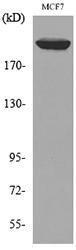 Western blot analysis of lysate from MCF7 cells using Anti-IGF2R Antibody