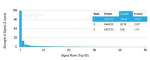 Analysis of protein array containing more than 19,000 full-length human proteins using Anti-Cyclin D1 Antibody [CCND1/3548] Z-Score and S- Score