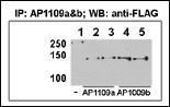 Anti-HDAC9 Rabbit Polyclonal Antibody (APC (Allophycocyanin))